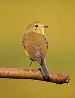 Red-flanked Bluetail (1st Winter Male)