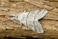 Pale Tussock (Calliteara pudibunda)