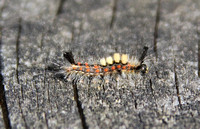 Vapourer (Orgyia antiqua - Caterpillar)