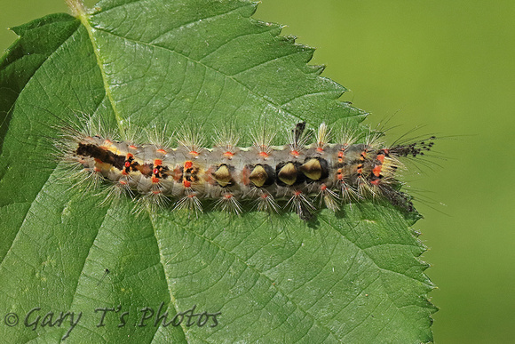 Vapourer (Orgyia antiqua - Caterpillar)