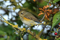 Red-flanked Bluetail (1st Winter)