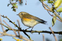 Red-flanked Bluetail (1st Winter)