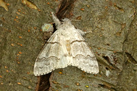 Pale Tussock (Calliteara pudibunda)