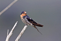 Welcome Swallow (Adult)
