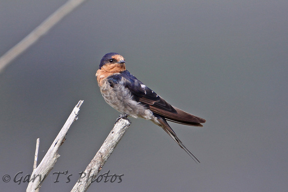 Welcome Swallow (Adult)