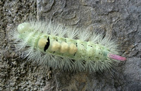 Pale Tussock (Calliteara pudibunda - Caterpillar)