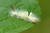 Pale Tussock (Caterpillar)
