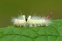 Pale Tussock (Caterpillar)