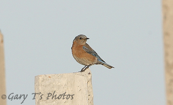 Western Bluebird (Female)
