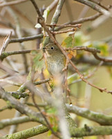 Red-flanked Bluetail (Female)