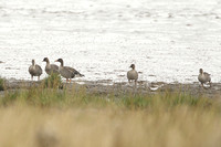 Tundra Bean Goose (Flock)