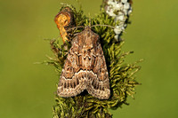 Noctuidae (Bryophilinae, Cryphia, Xyleninae & Amphipyrinae)