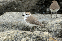 White-faced Plover (Male Winter)