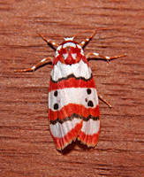 Red-striped Tiger Moth (Cyana selangorica)