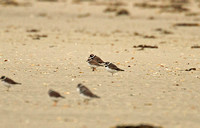 Semi-palmated Plover (1st Winter)