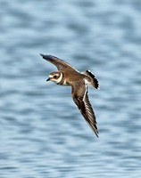 Semi-palmated Plover (Adult Winter)