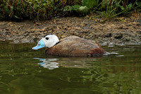 White-headed Duck (Drake Summer)