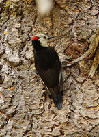 White-headed Woodpecker (Male)
