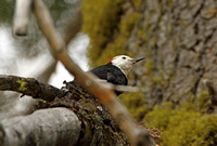 White-headed Woodpecker (Male)