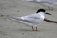 White-fronted Tern