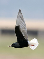 White-winged Black Tern