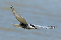 Whiskered Tern (Adult Summer)