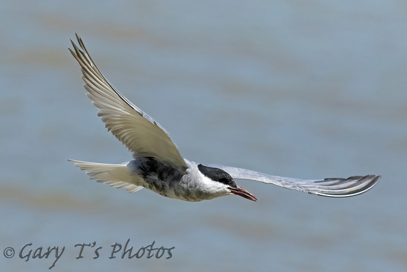 Whiskered Tern (Adult Summer)