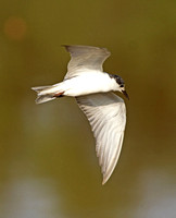 Whiskered Tern (Adult Winter)