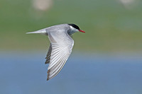 Whiskered Tern (Adult Summer)