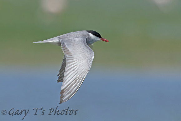 Whiskered Tern (Adult Summer)