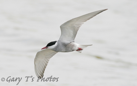 Whiskered Tern (Adult Summer)