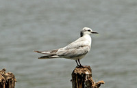 Whiskered Tern (1st Winter)