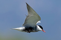 Whiskered Tern (Adult Summer)