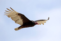 Turkey Vulture (Adult)
