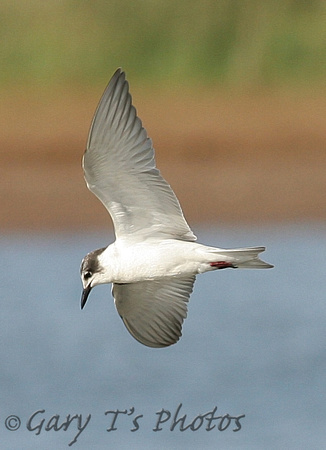 Whiskered Tern (1st Winter)