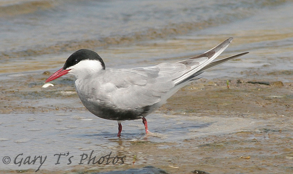 Whiskered Tern (Adult Summer)