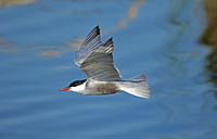 Whiskered Tern