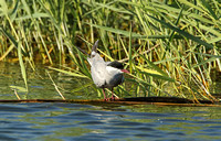 Whiskered Tern (Adult Summer)