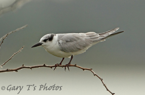 Whiskered Tern (Adult Winter)