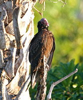 Turkey Vulture (Adult)