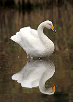 Whooper Swan