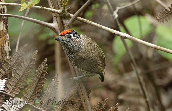 White-wedged Piculet (Male)