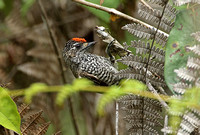 White-wedged Piculet