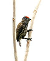 White-wedged Piculet (Male)