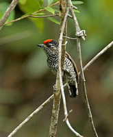 White-wedged Piculet (Male)