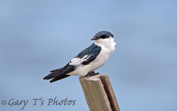 White-winged Swallow