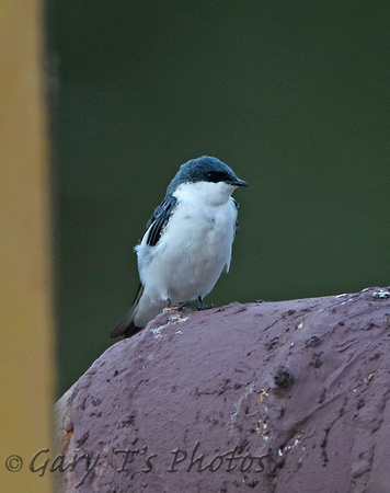 White-winged Swallow