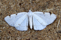 White-pinion Spotted (Cosmia diffinis)