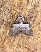 Short Cloaked Moth (Nola cucullatella)