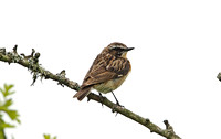 Whinchat (Male Summer)